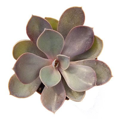 2" Echeveria Purple Pearl